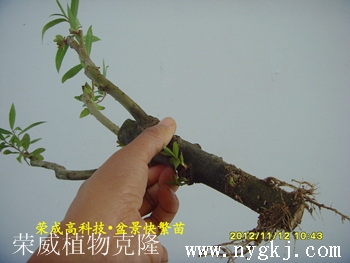湖南荣威植物克隆，繁育盆景