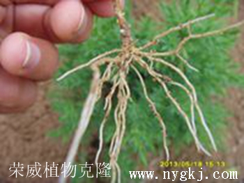 湖南荣威植物克隆，根系发达