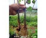 湖南荣威植物克隆，粗枝直接育成大苗